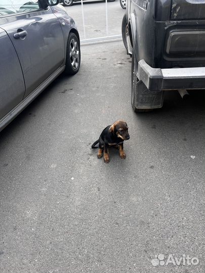 Найден щенок