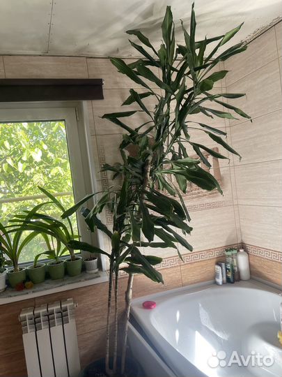 Пальма юкка