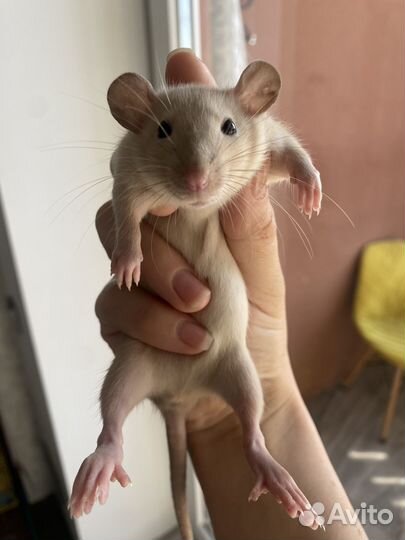 Крыса дамбо редких окрасов