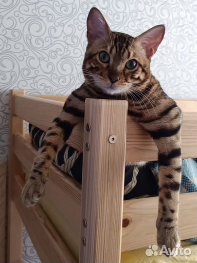 Бенгальский кот вязка