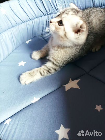 Котята шотландской вислоухой шиншиллы