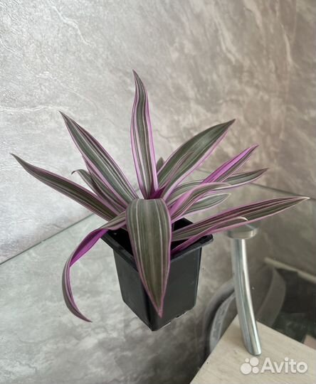 Традесканция разноцветная розовая рео