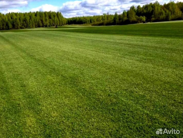 Рулонный газон