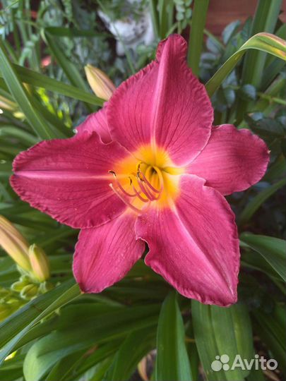 Набор из трёх сортовых лилейников