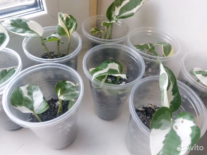 Сциндапсус эпипремнум эн-джой золотистый