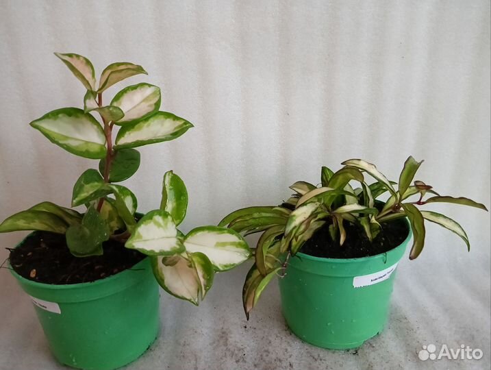 Хойи Tricolor и Wayetii Tricolor