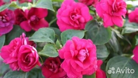 Бальзамин махровый