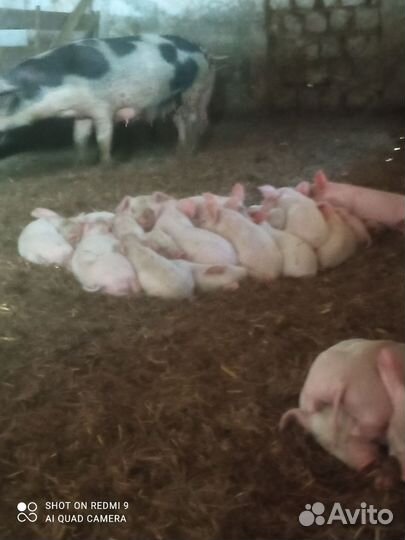 Поросята