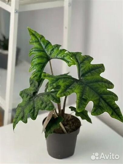 Алакозия жаклин