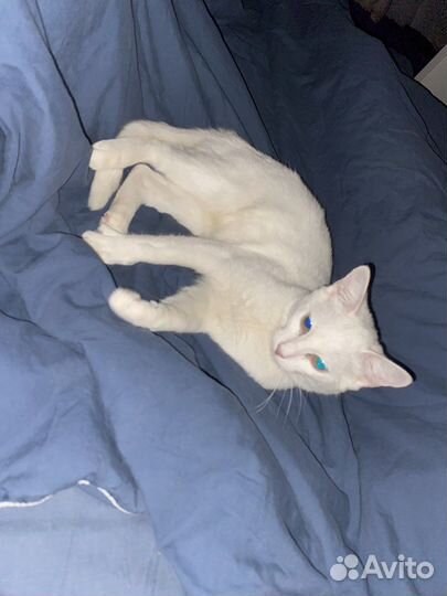 Ласковая маленькая кошечка в добрые руки