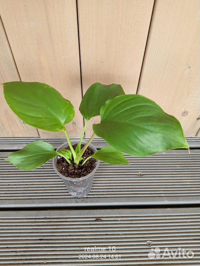 Хомаломена