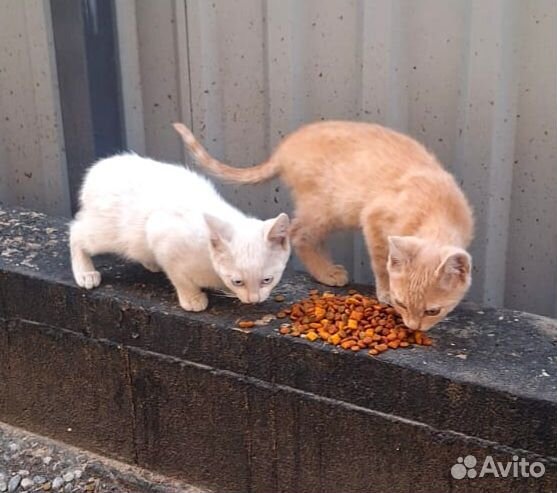 Скоро холода.Котята на улице. Нужен новый дом