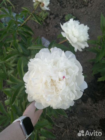 Пион саженец белый сортовой