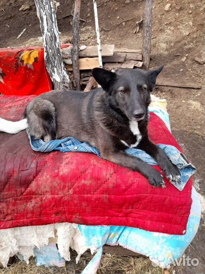 Собака в добрые руки