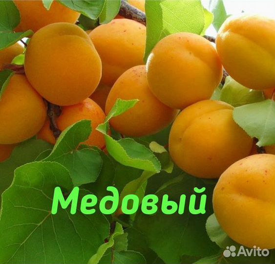 Абрикос
