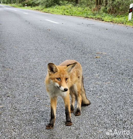 Куршская коса экскурсия, индивидуальная поездка
