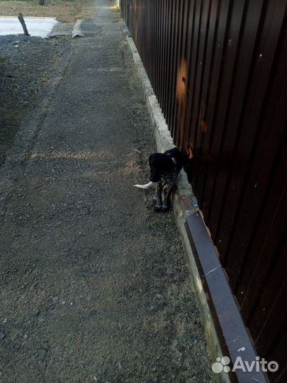 Найдена собака