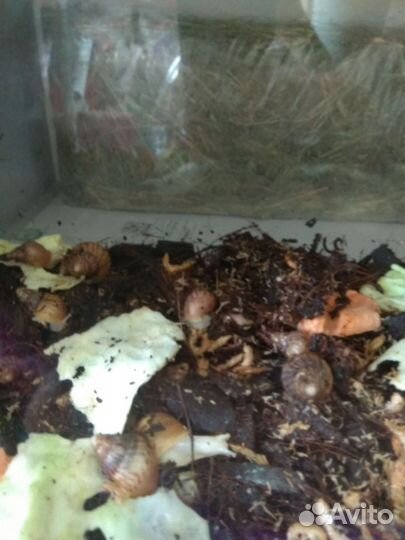 Улитки ахатины