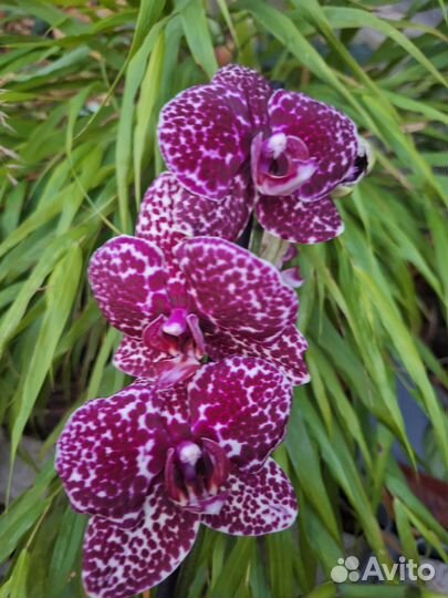 Орхидея фаленопсис Дикий кот