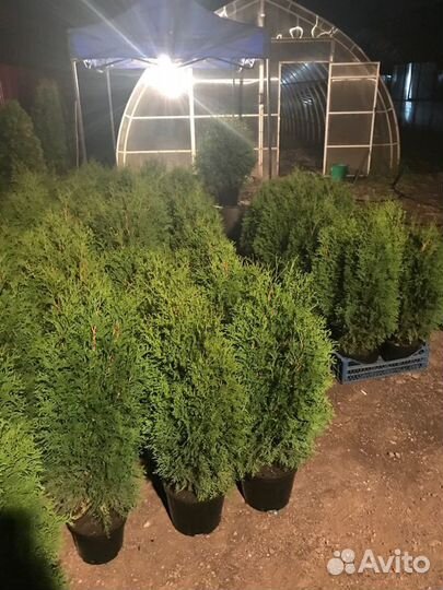 Туя колоновидная