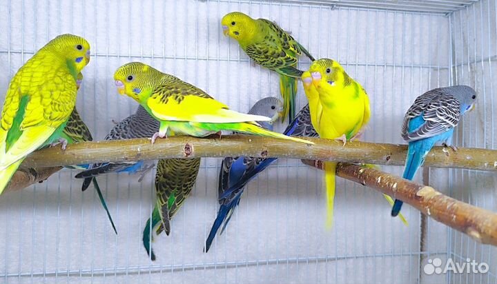 Волнистый попугай (малыши, из гнезда, ручные)