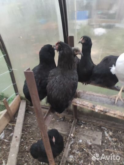 Куры молодки несушки