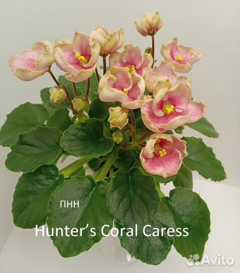 Фиалки сортовые мини и полумини