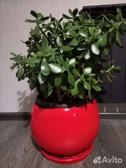 Денежное дерево детки