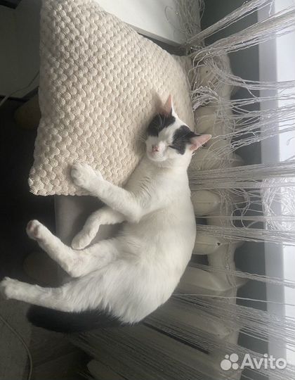 Отдам котика в добрые руки