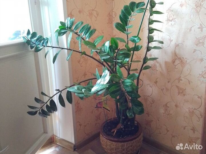 Замиокулькас