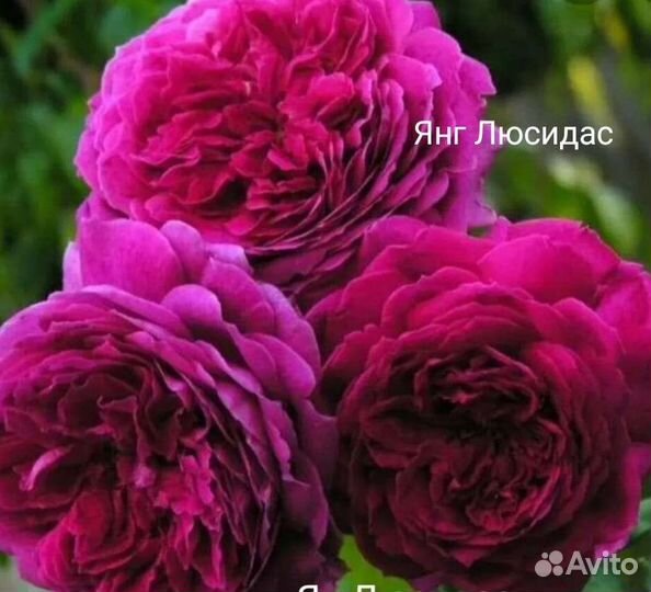 Саженцы роз