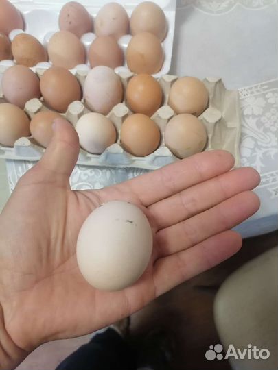 Домашние куриные яйца