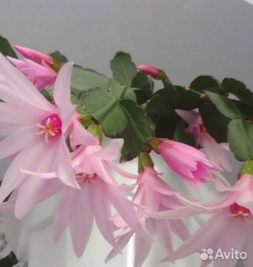 Декабрист - Рипсалидопсис