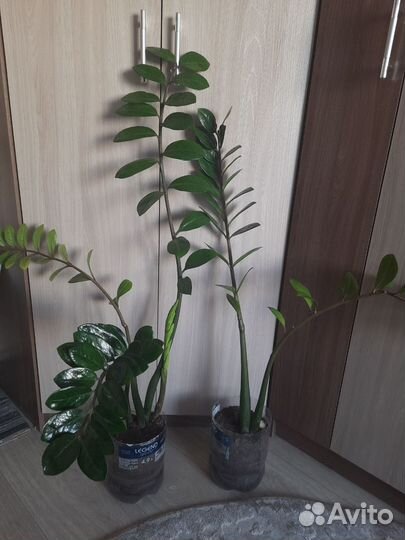 Замиокулькас (Долларовое дерево)
