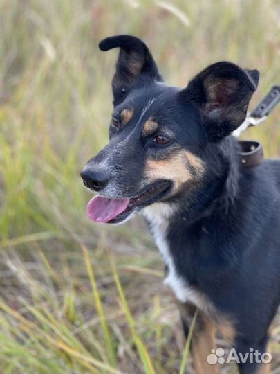 Собака в свой дом