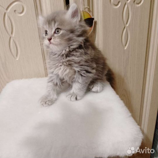 Шотландская