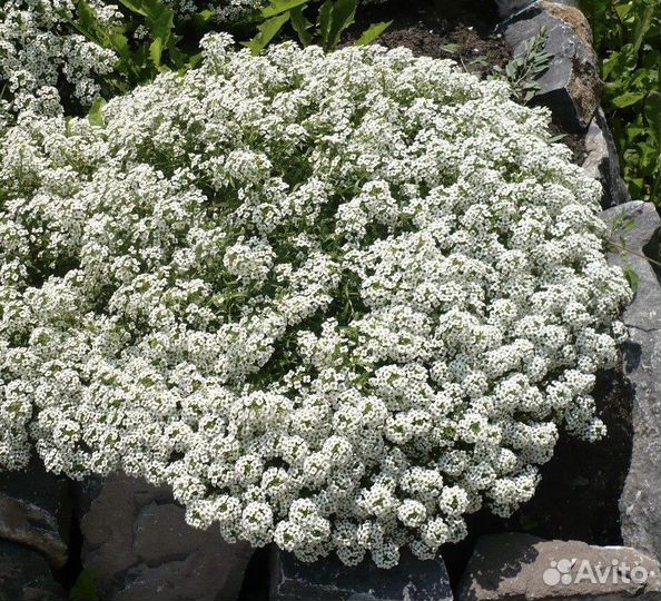 Алиссум морской Клиа кристалл парпл шейдес,вайт