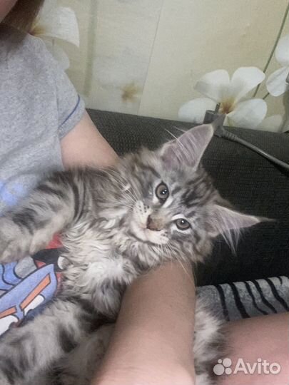 Котята мейн кун