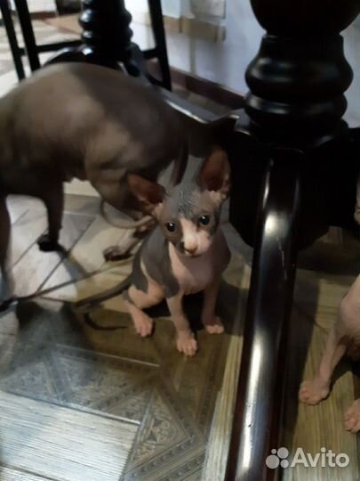 Канадский сфинкс