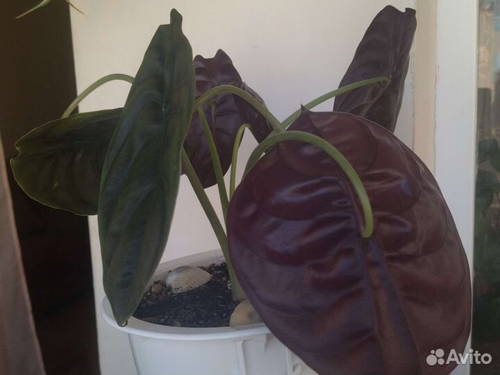 Алоказия Ред секрет Медная Купрея