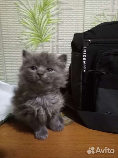 Шотландские котята