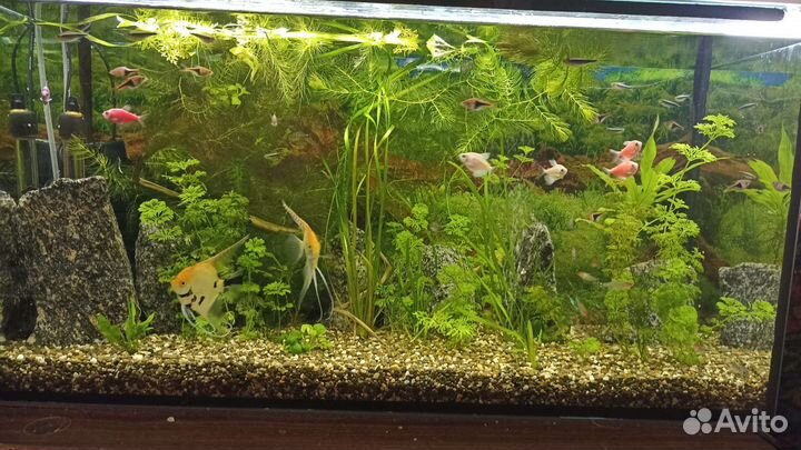 Обслуживание пресноводных аквариумов