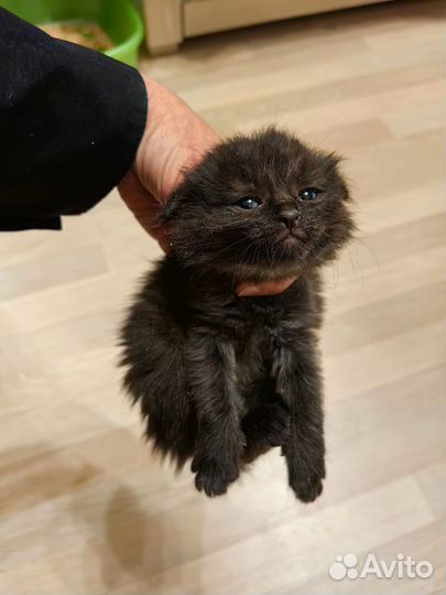 Россыпь котят