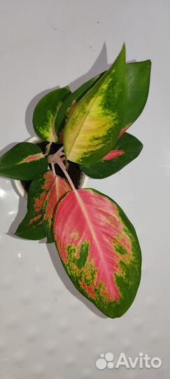 Аглаонема Сири Киншана, Диффенбахии Шкура дракона
