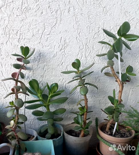 Крассула толстянка