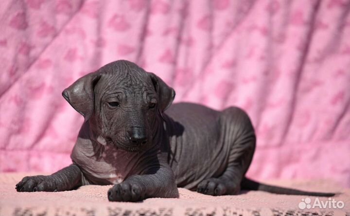 Щенки Ксолоитцкуинтли (стандарт)