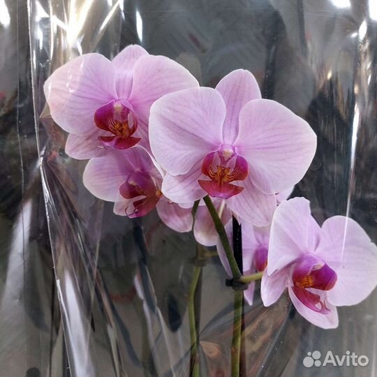 Орхидея свежая цветущая
