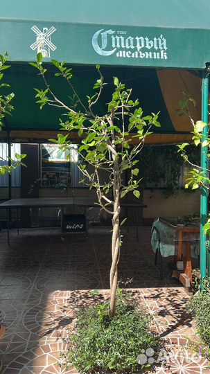 Гибискус древовидный