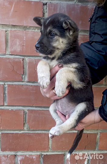 Щенок-девочка Чара в дар