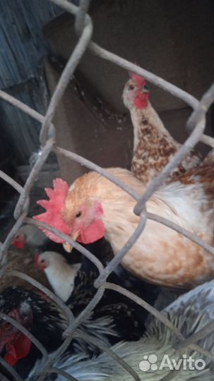 Куры петухи